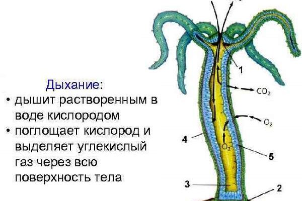 Кракен это даркнет маркетплейс